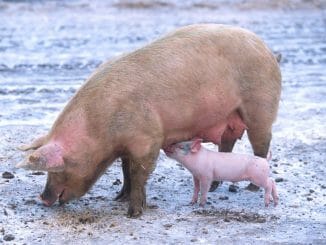 Sow with piglet