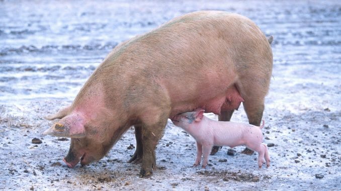 Sow_with_piglet Sow with piglet