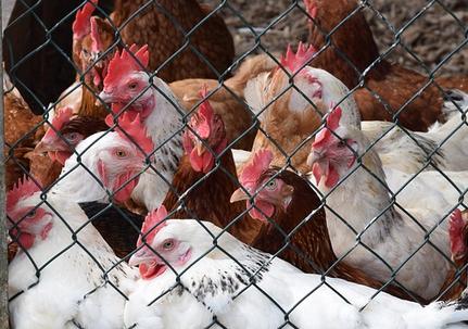 Meat-Processing Plant Must Kill 2-Million Chickens Due to Stay-at-Home ...