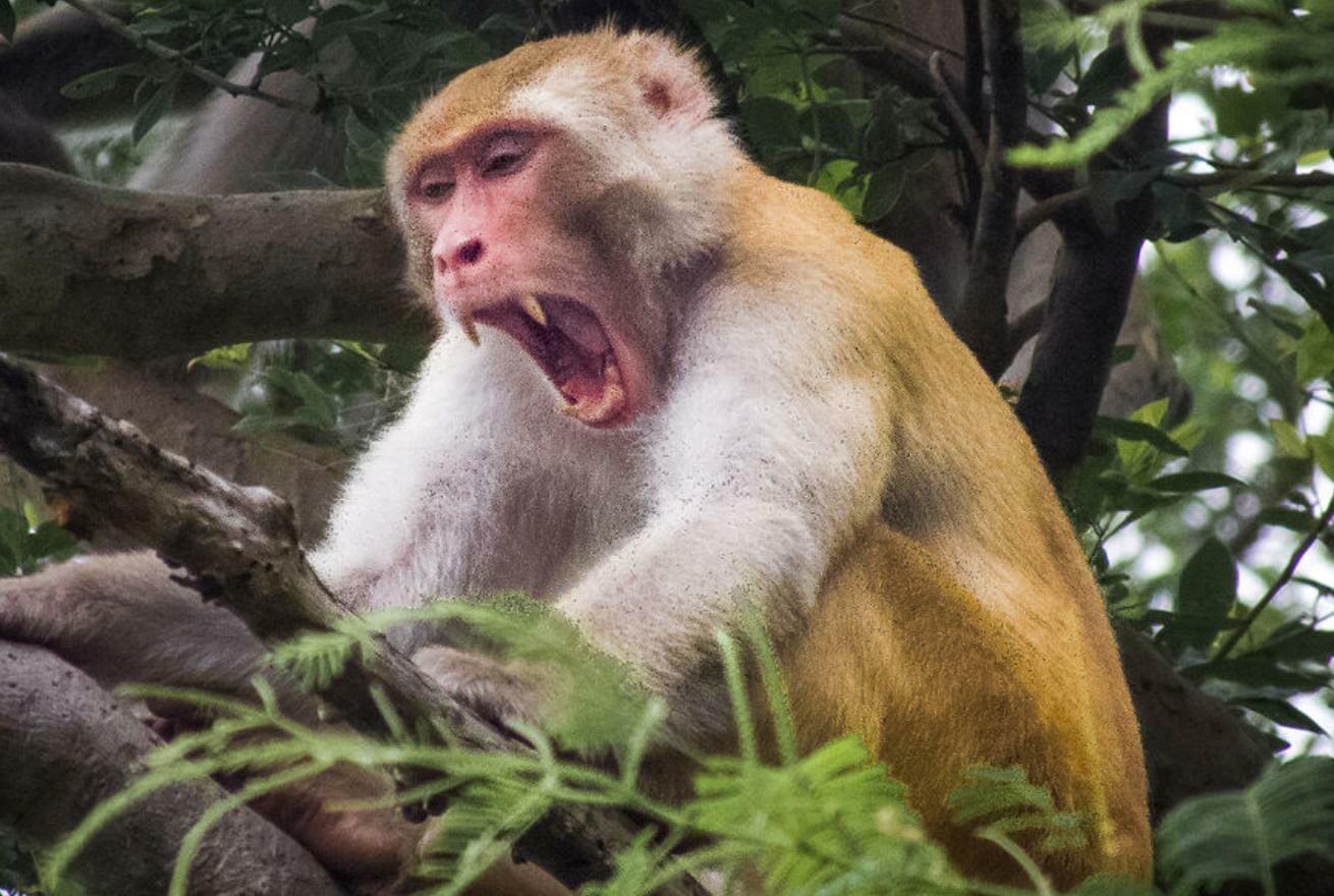 Scientists Succeed in Growing Human-Monkey Embryos