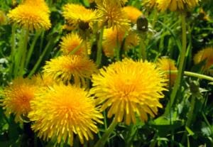 Study Shows Dandelion-Leaf Extract Blocks Covid Spike Proteins from Causing Harm